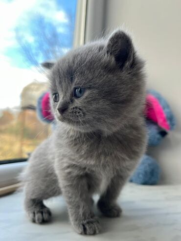 Pişiklər: Britan — 4