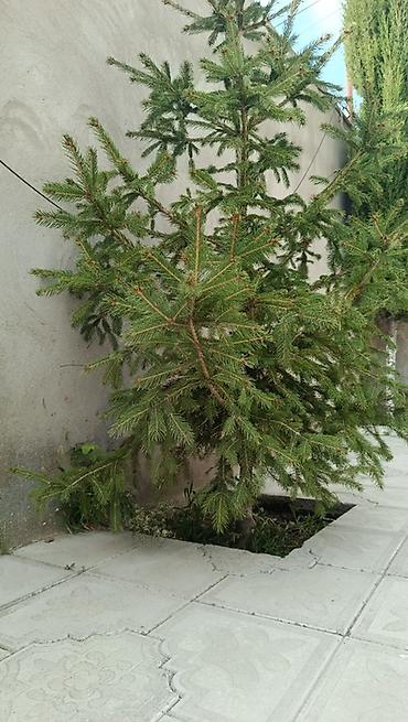 Həmişəyaşıl iynəyarpaq ağacı – ladin (spruce) - Landşaft üçün