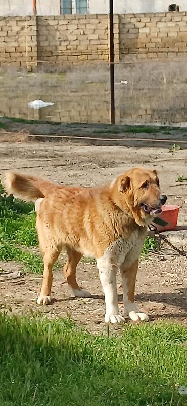 İtlər: Qurdbasar, 2 il, Erkek, Peyvəndli — 10