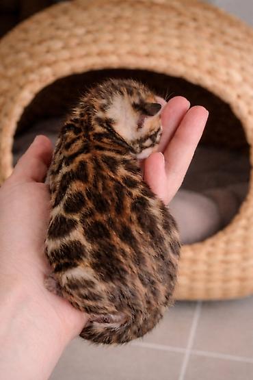 Pets & Animals: Registrovana odgajivačnica MMaestro_bengal ponosno predstavlja dva — 6