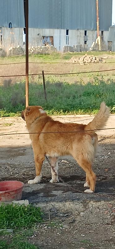 İtlər: Qurdbasar, 2 il, Erkek, Peyvəndli — 5