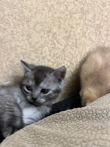 Pişiklər: Oglandi 15.11.25 dogulub. Qum terbiyesi yeme oyredilib — 3