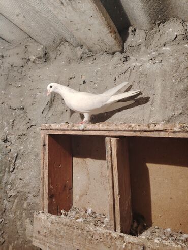 Göyərçinlər: Salam quş dar satlır tam saglam usdu usdə 7m — 5