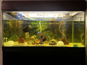 Akvariumlar: Böyük ölçülü şüşə akvarium komplekti - Ön və yanları şəffaf şüşəli — 1