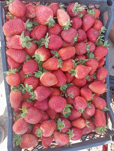 шкаф для выпечки булочек: Клубника