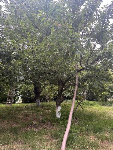 Meyvə və giləmeyvə: Salam Quba rayonunda Dağlı kəndinde 'Qırmızı qesebe' -nin üst — 7