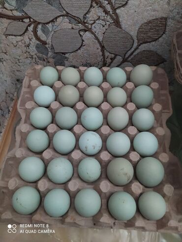 ayam cemani yumurtasi: Amerikanu yumurtası 1 azn