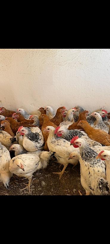 qaşqaldağ quşu: Tam saglam butun vaksinleri olunmus 1 kilodan 1_400 cekide olan — 3