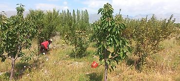 Продажа участков: 13 соток, Красная книга — 5