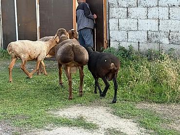 Баран, овца: Продаю | Баран (самец) | Гиссарская, Арашан, Полукровка | Для разведения | Осеменитель, Племенные — 15