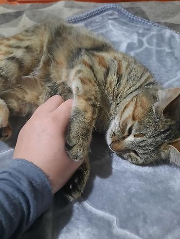 Отдам даром кошку: 6 месяцев, Девочка, Приучена к лотку — 6