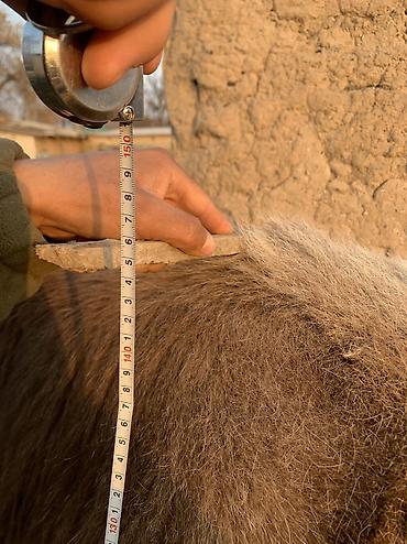 Коровы, быки: Продаю | Корова (самка) | Швицкая | Для молока — 9