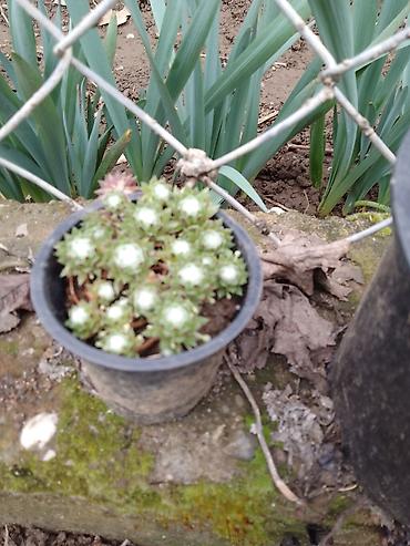 Ostale kućne biljke: Sukulenti u saksijama – više vrsta - Sedum (različite sorte) — 9