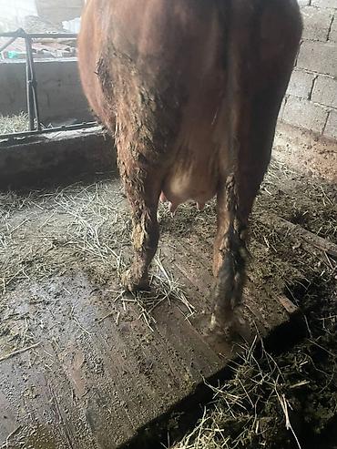 Коровы, быки: Продаю | Корова (самка) | Для молока — 11