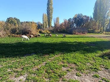 продаю дом в воронцовке: 2 комнаты, 50 м², 29 соток, Электричество, Холодная вода — 2