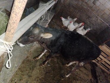 отдам даром вислоухого котенка: Продаю | Музоо, торпок | На откорм | Привязанные