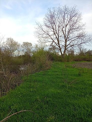 Torpaq sahələrinin satışı: 38 sot, Tikinti, Mülkiyyətçi, Kupça (Çıxarış) — 24