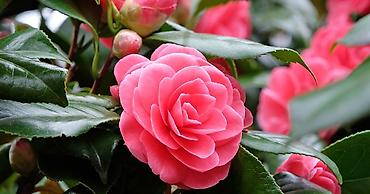 камелия: Камелия (Camellia japonica) в горшке - Комнатное/оранжерейное — 2