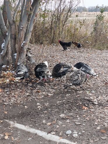 Индюки: Продаю | Индюшка (самка) | Для разведения | Племенные — 3