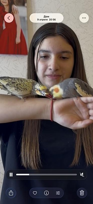 Зоотовары: Nimfa (Cockatiel) cütü və qəfəs dəsti Məhsulun təsviri: - İki ədəd — 5