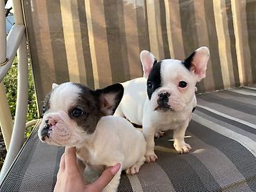 Psi: 🔥 TOP FRANCUSKI BULDOG ŠTENCI 🔥 Na prodaju vrhunski štenci francuskog — 11