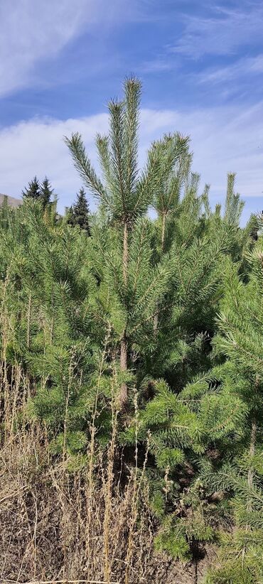 Декоративные деревья: Саженцы деревьев: Ели — 9