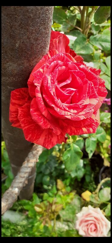 Şitillər: Məhsul: Gül kolları (gül fidanları) Təsvir: soyuqa davamlı 2 azn 3 — 2