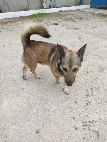 İtlər: Zvonok, 1 il, Erkek — 3