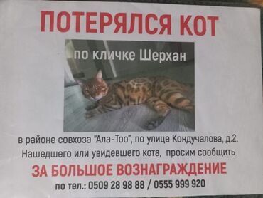 потерял кошелек с документами: Потерялся котик, домашний чистый, его очень ждут дома, пожалуйста если