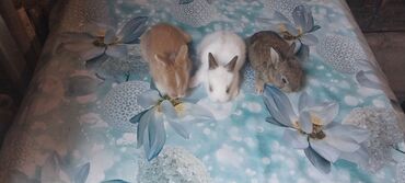 Dovşanlar: 🟠 Ev dovşanı balalarına super endirim kampaniyası. müvəqqəti olaraq 50 — 24