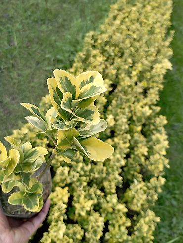guller haqqinda melumat: Dekorativ müxtəlifyarpaqlı çit kolları – Euonymus fortunei “Emerald’n — 1