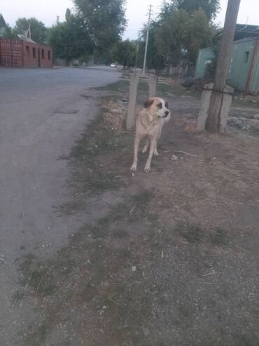 домик для собаки: Собака даром: 1 год, Самка