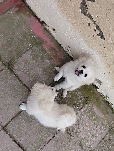it avçarka: Pekines, 5 ay, Ödənişli çatdırılma — 2