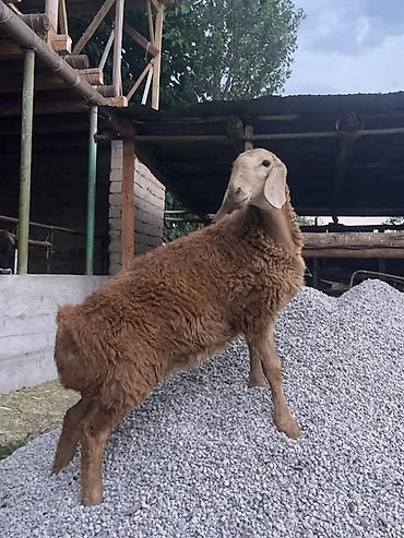 Продам с/х животных: Продаю | Овца (самка), Ягненок | Арашан | Для разведения — 2
