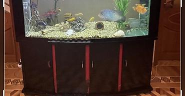 Akvariumlar: Böyük həcmli akvarium komplekti - Ön hissəsi yumru, geniş şüşəli — 2