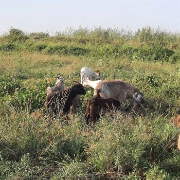 inek satiwi: Erkək, Hələb, il: 1, Damazlıq, Ətlik, Ünvandan götürmə, Pulsuz çatdırılma, Ödənişli çatdırılma