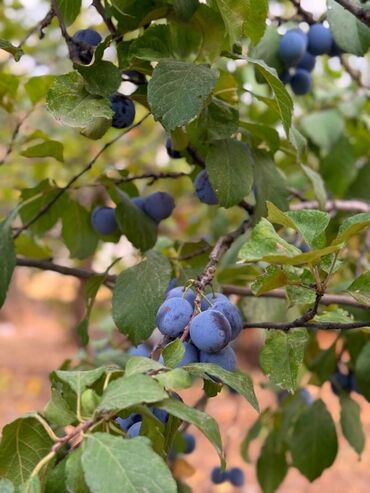 Продажа домов: Дача, 25 м², 2 комнаты — 7