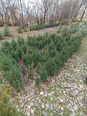 Декоративные деревья: Продаются ели голубые, зелёные, вечнозелёные самшиты, туи, сосны — 3