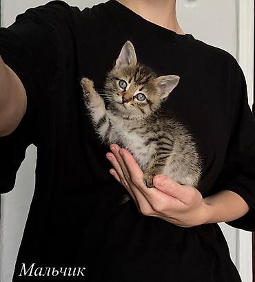купить бенгальскую кошку: Кошка даром: Беспородная, 1 месяц, Мальчик, Приучена к лотку — 1