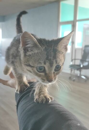 котёнок в добрые руки: Кошка даром: Беспородная, 2 месяца, Девочка, Приучена к лотку
