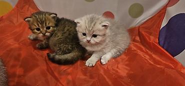 капибара баку: Британская, Самка, В добрые руки, Самовывоз — 5