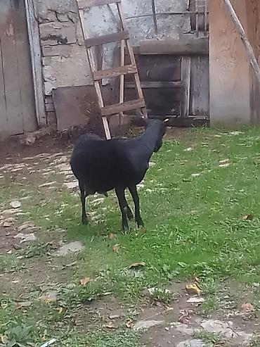 sudluk kecilər: Iki murcuyano bir heleb keçileri satılır ucude bogazdi cins tekeden — 3