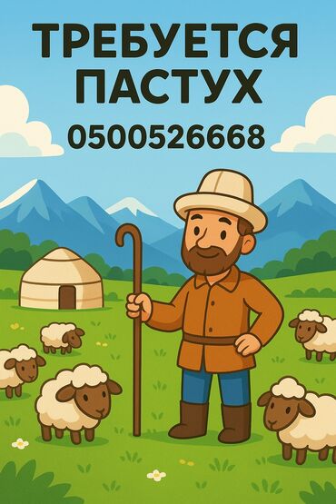 ылай уста: Талап кылынат Чабан, Төлөм Ай сайын