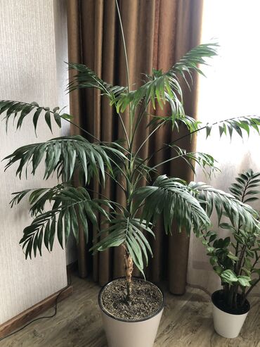 растение тропическая пальма: Высота 160см