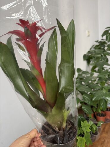 Другие комнатные растения: Гузмания абутилон оранжевый,каланхое розовый махровый,амазонская — 18