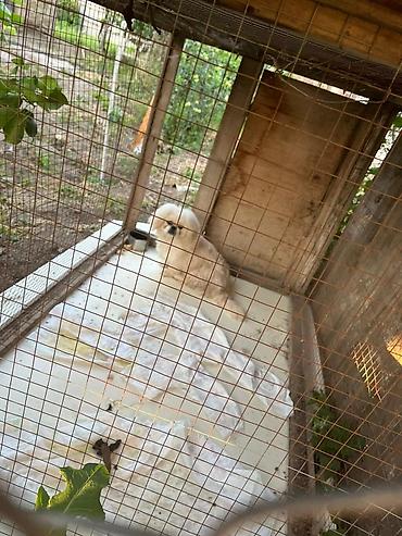quru it yemi: Pekines, 1 il, Erkək, Sənədli, Rayonlara çatdırılma — 4