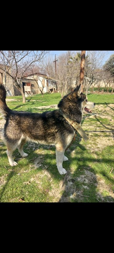 xaski it: Xaski, 8 ay, Erkek, Peyvəndli, Ünvandan götürmə