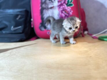 кролик цена: Котята с короткими, плотно прижатыми ушками (тип скоттиш-фолд/страйт