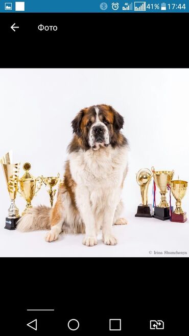 Вязка собак: Вязка: Самец, 2 года, С прививкой, С родословной — 8