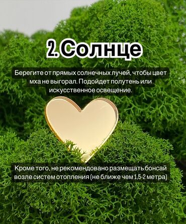 Декоративные цветы: В переводе с японского Бонсай означает «дерево, выращенное в блюде» at lalafo.kg — 13 Декоративные цветы: В переводе с японского Бонсай означает «дерево, выращенное в блюде» — 13